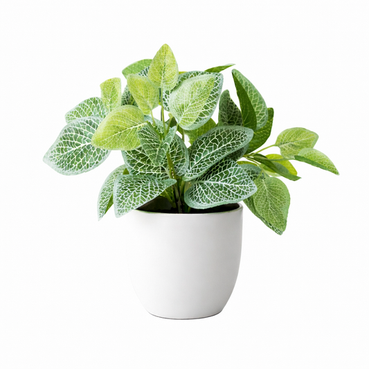 Fittonia Artificial plant