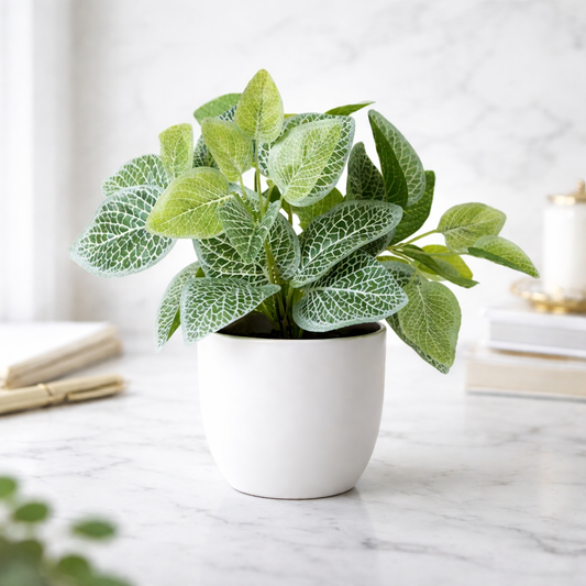 Fittonia Artificial plant
